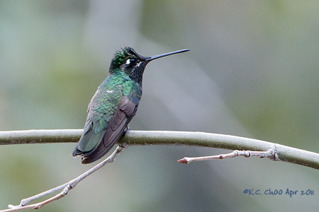 Magnificent Hummingbird