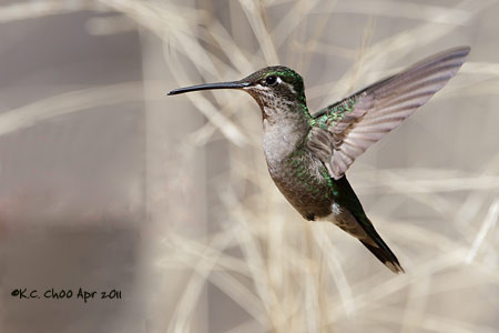 Magnificent Hummingbird