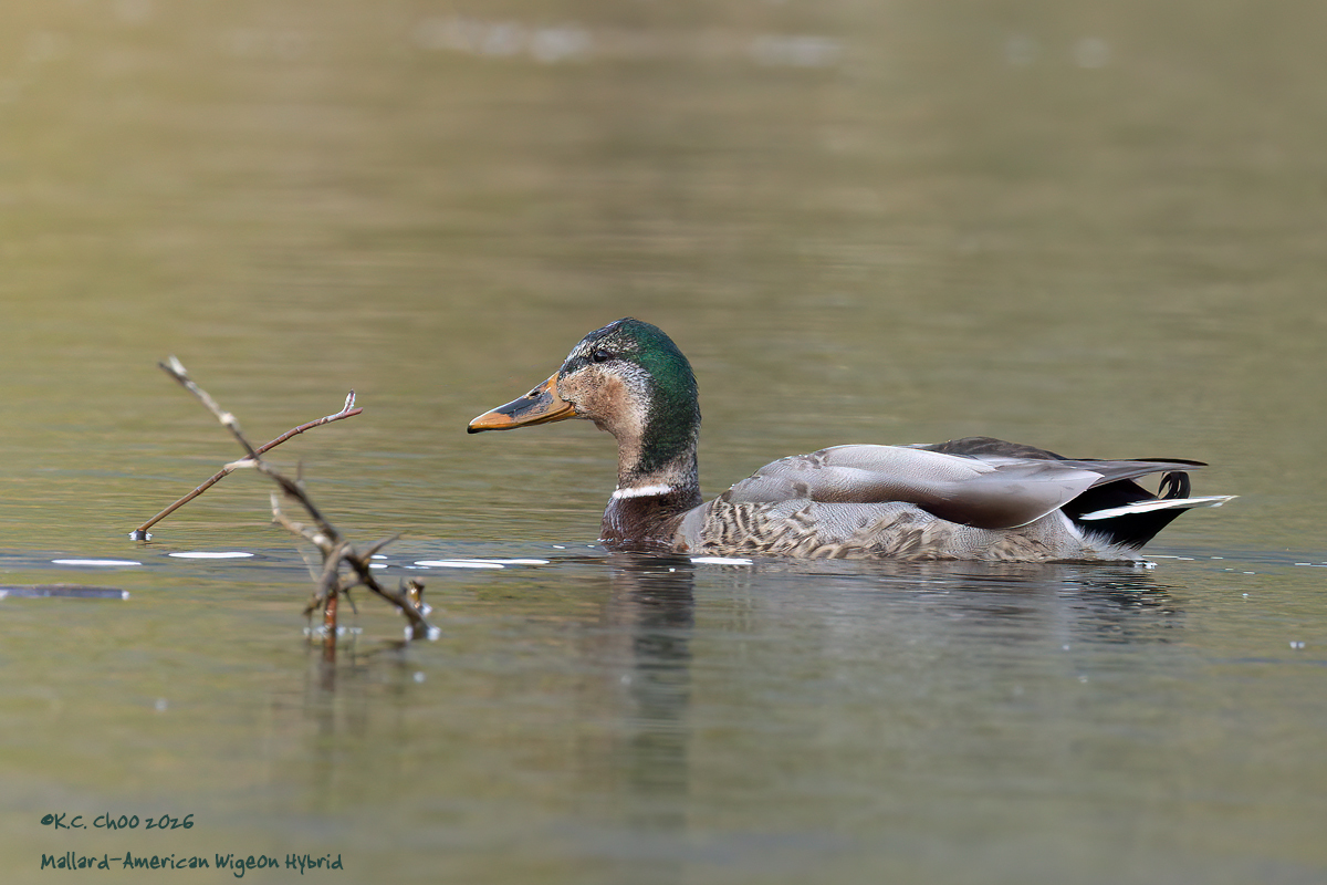 Mallard/AmWigeon Hybrid