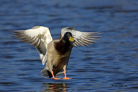 Mallard