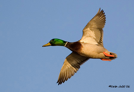 Mallard
