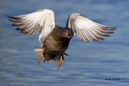 Mallard