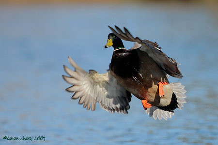 Mallard