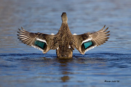 Mallard