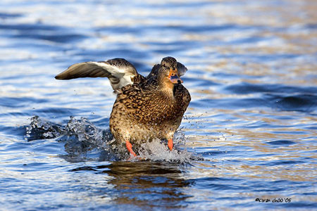 Mallard
