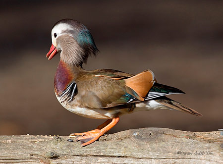 Mandarin Duck