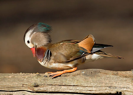 Mandarin Duck