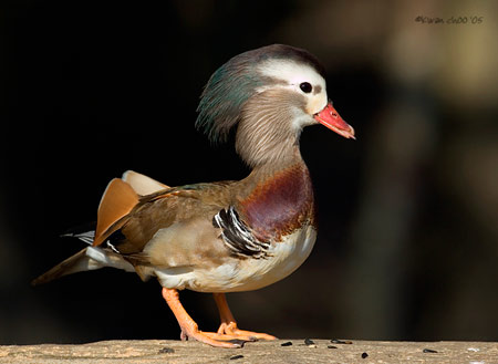 Mandarin Duck
