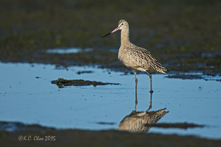 Marbled Godwit