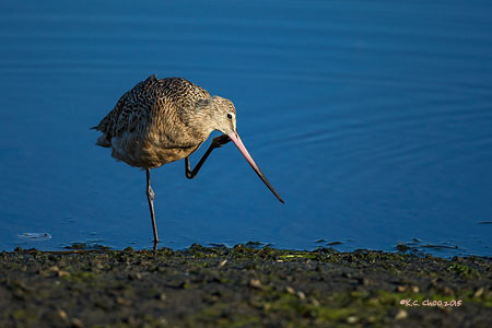 Marbled Godwit