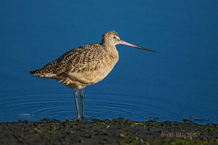 Marbled Godwit