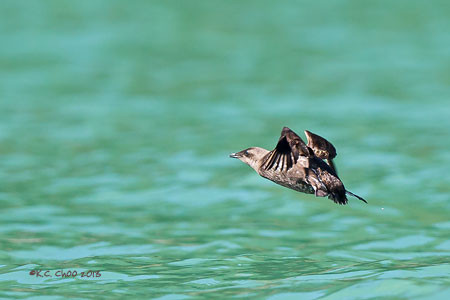 Marbled Murrelet