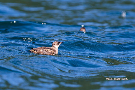 Marbled Murrelet