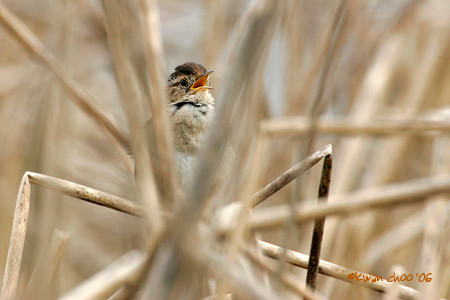 Marsh Wren