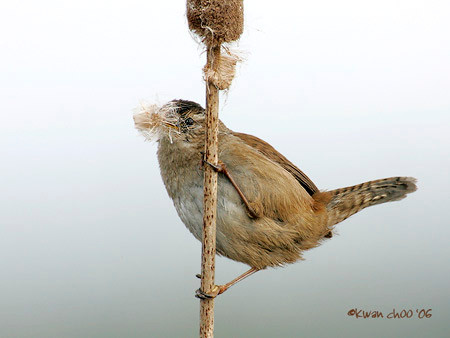 Marsh Wren