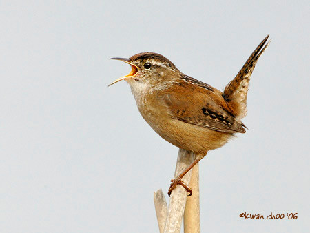 Marsh Wren