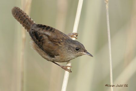 Marsh Wren