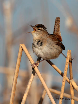 Marsh Wren