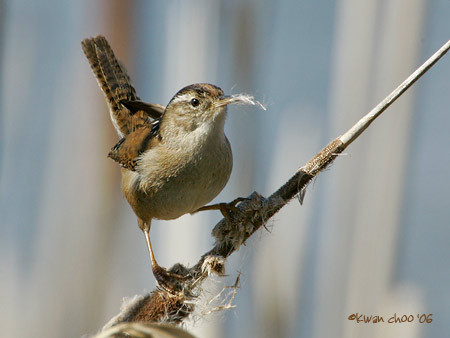 Marsh Wren