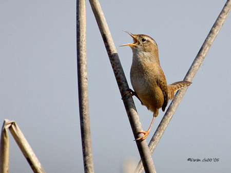 Marsh Wren
