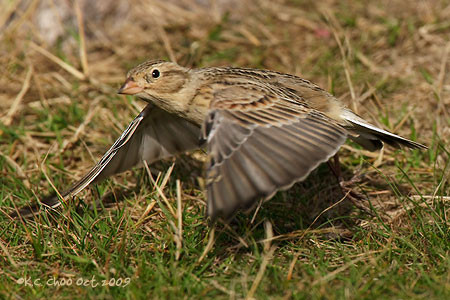 McCown's Longspur