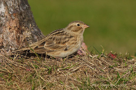 McCown's Longspur