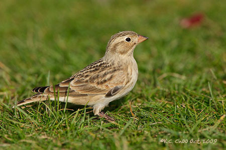 McCown's Longspur