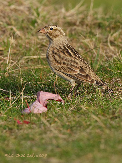 McCown's Longspur