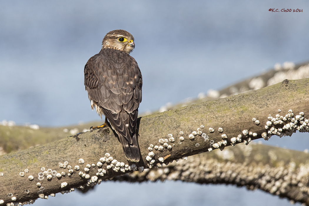 Merlin