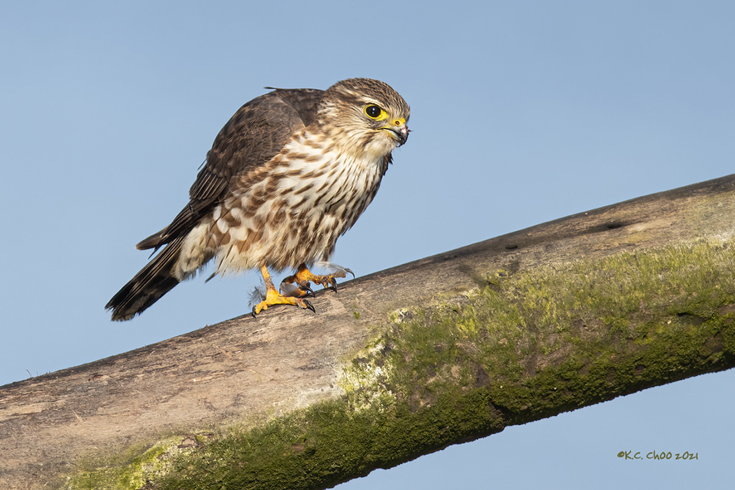 Merlin