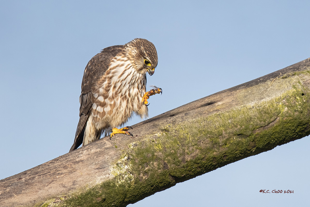Merlin