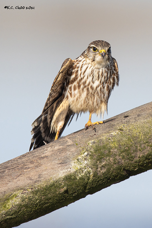 Merlin
