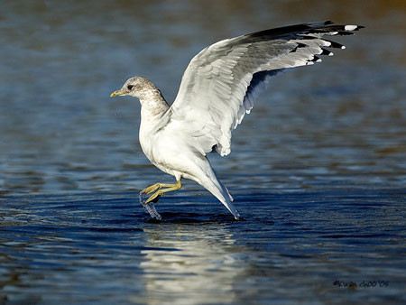 Mew Gull