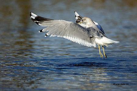 Mew Gull