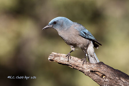 Mexican Jay