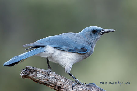 Mexican Jay