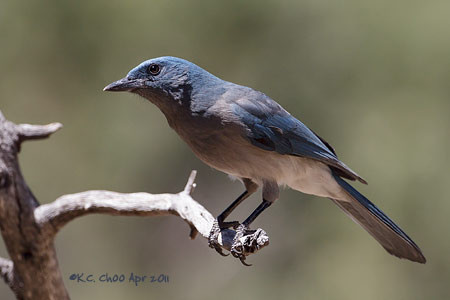 Mexican Jay