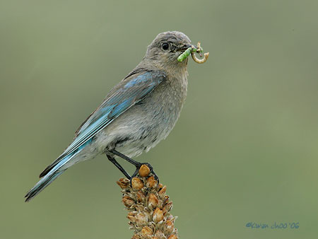 Mountain Bluebird