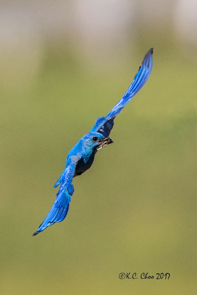 Mountain Bluebird