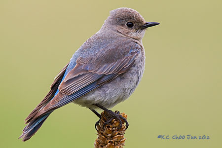 Mountain Bluebird