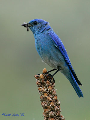 Mountain Bluebird