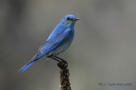 Mountain Bluebird