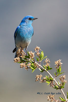 Mountain Bluebird