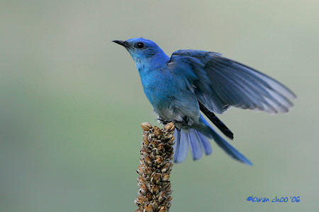 Mountain Bluebird
