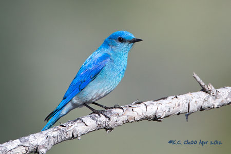 Mountain Bluebird