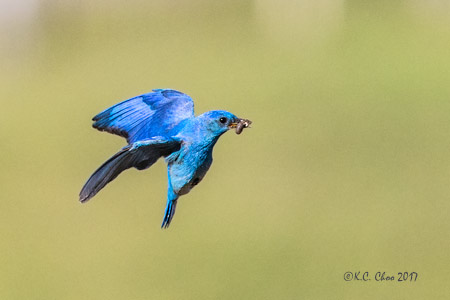 Mountain Bluebird