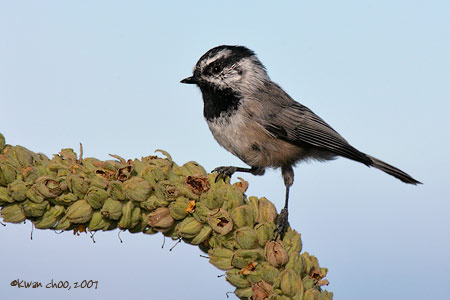 Mountain Chickadee