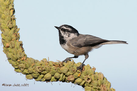 Mountain Chickadee