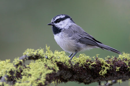 Mountain Chickadee