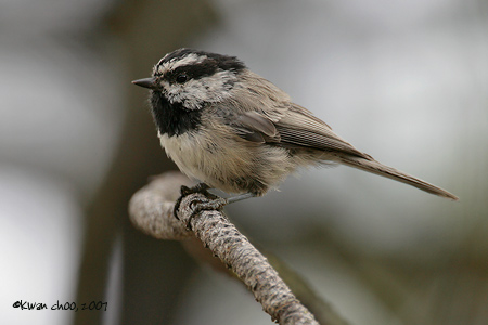 Mountain Chickadee